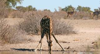 Afrcian Explorer - Erlben Sie Giraffen in freier Natur
