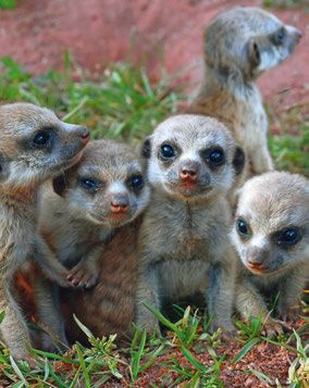 Bild für Erdmännchen © Zoo Erfurt