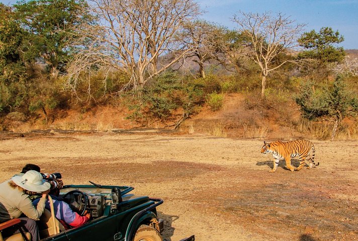 Bild für Safari im Ranthambore Nationalpark