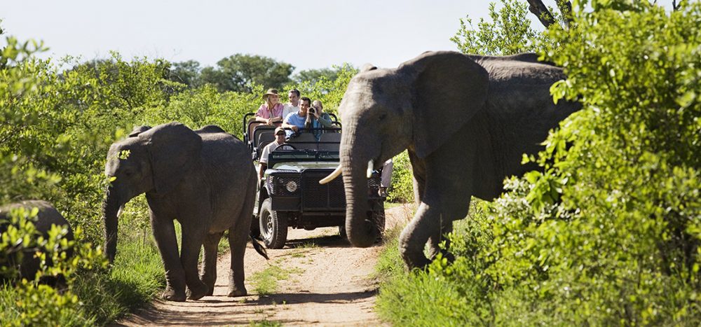 Bild für Südafrika: Zederberge, Kapstadt und Krüger-Park - Ein Sandwich aus Wildnis und Weltstadt (2020/2021)