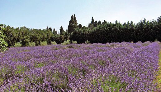 Bild für Provence Lavendelfeld
