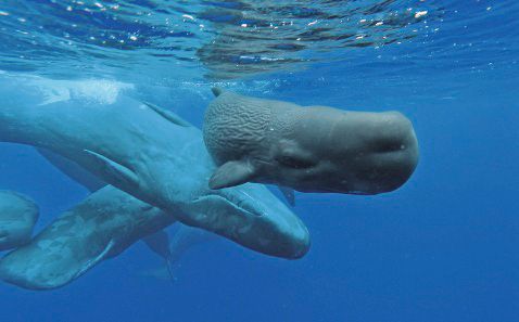 Bild für Wale © FVA Azoren