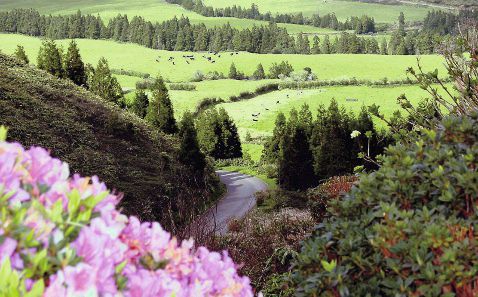 Bild für Sao Miguel