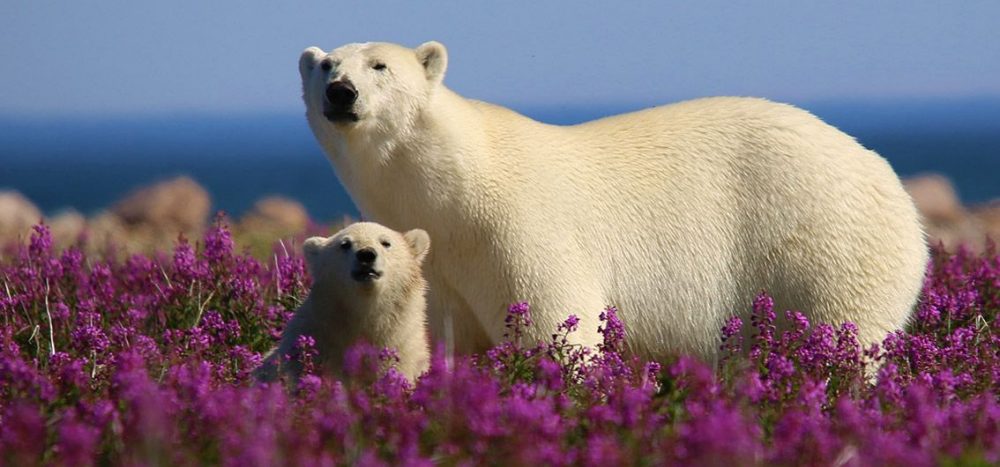 Bild für Eisbaer-mit-Jungem-auf-Fireweed-Island_Kanada