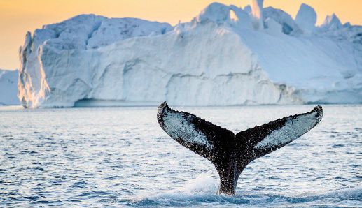 Bild für Diskobucht © Visit Greenland, Julie Skotte