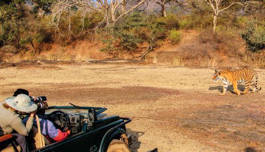 Bild für Safari im Ranthambore NP