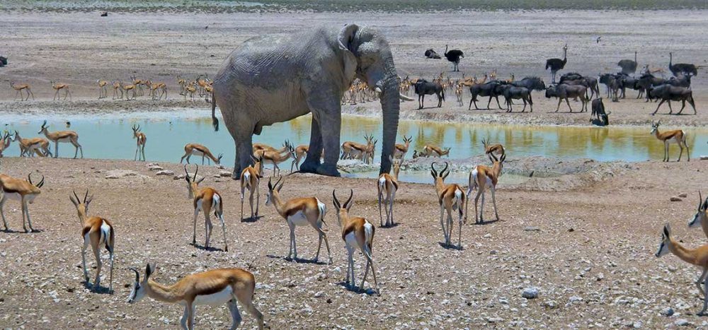 Bild für Etosha-Nationalpark
