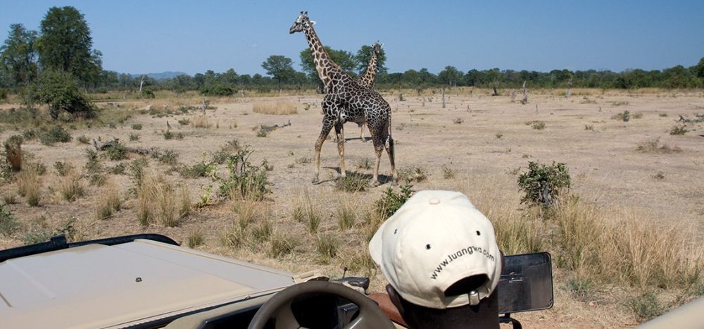 Bild für Zauberhafte Wildnis im Luangwa-Tal
