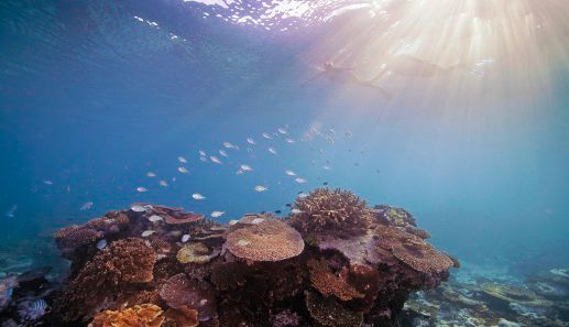 Bild für Schnorcheln am Great Barrier Reef