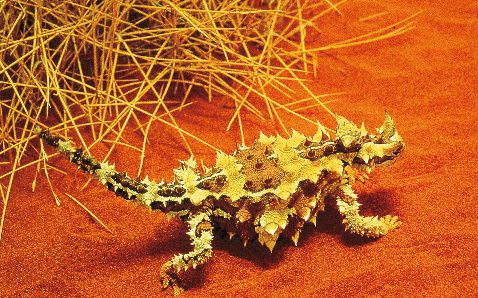 Bild für Thorny Devil