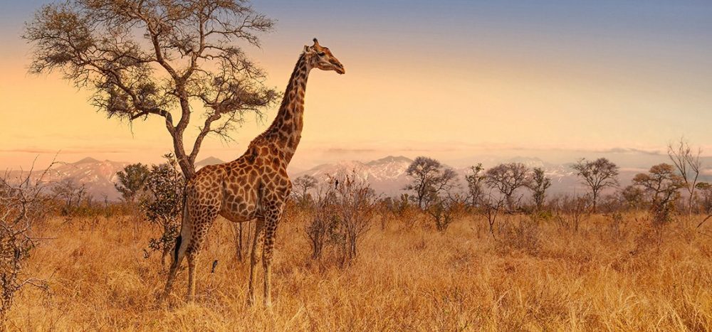 Bild für Giraffe im Kr&uuml;ger Nationalpark