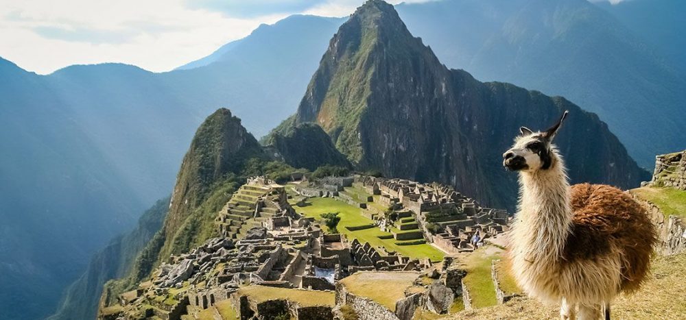 Bild für Lama in Machu Picchu