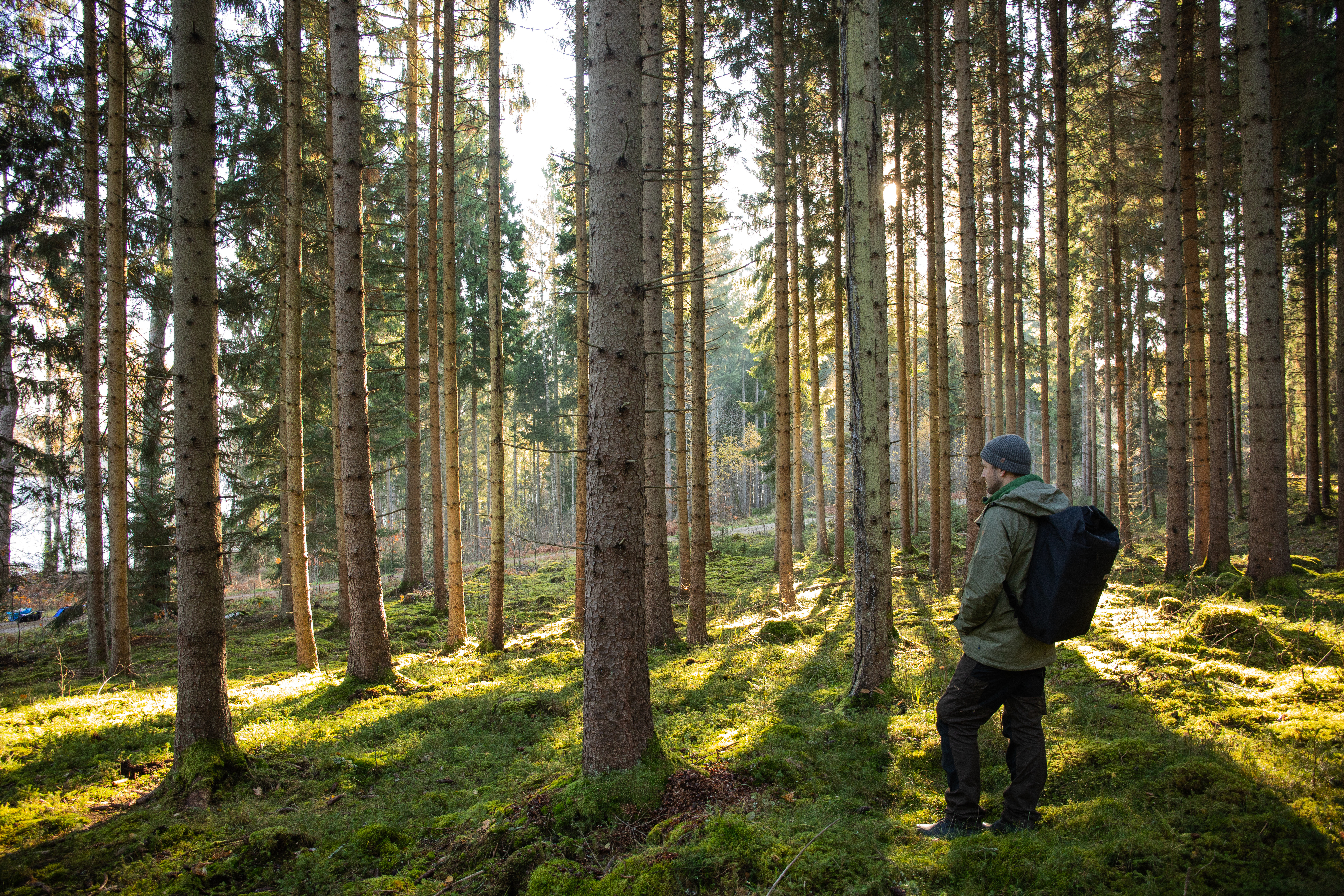 Wald in Schweden © August Dellert