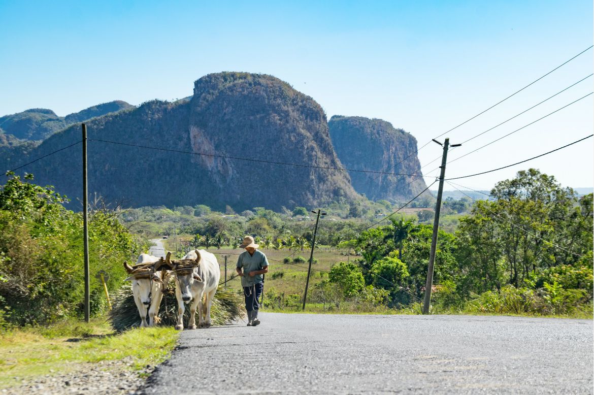 Ochsen-Gespann im Viñales-Tal © JuliaNaether