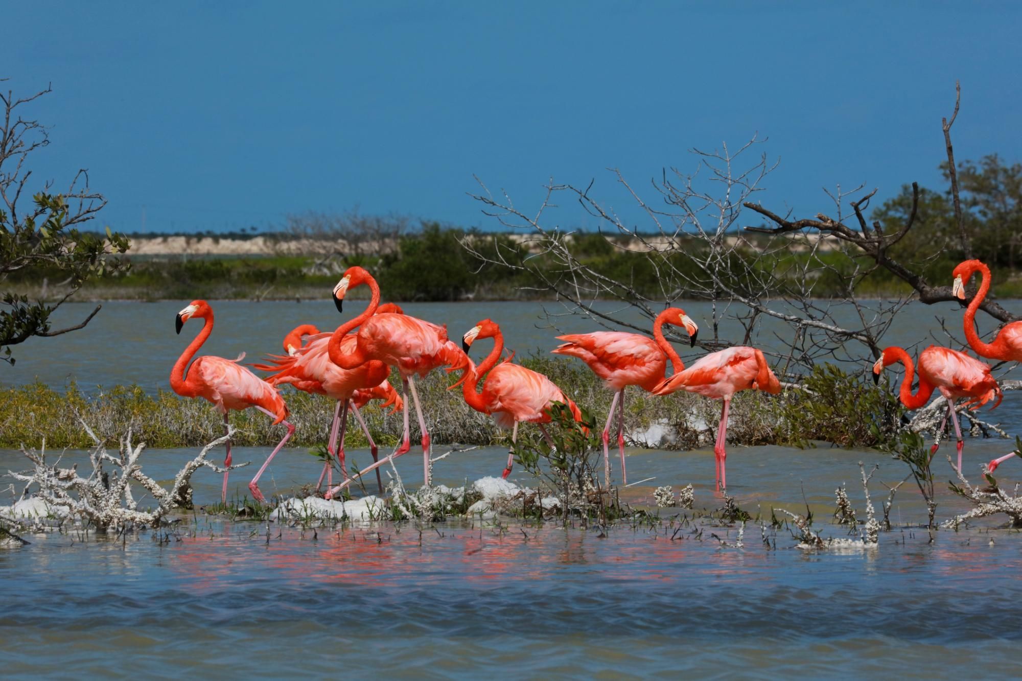 Rio Lagartos, Flamingos