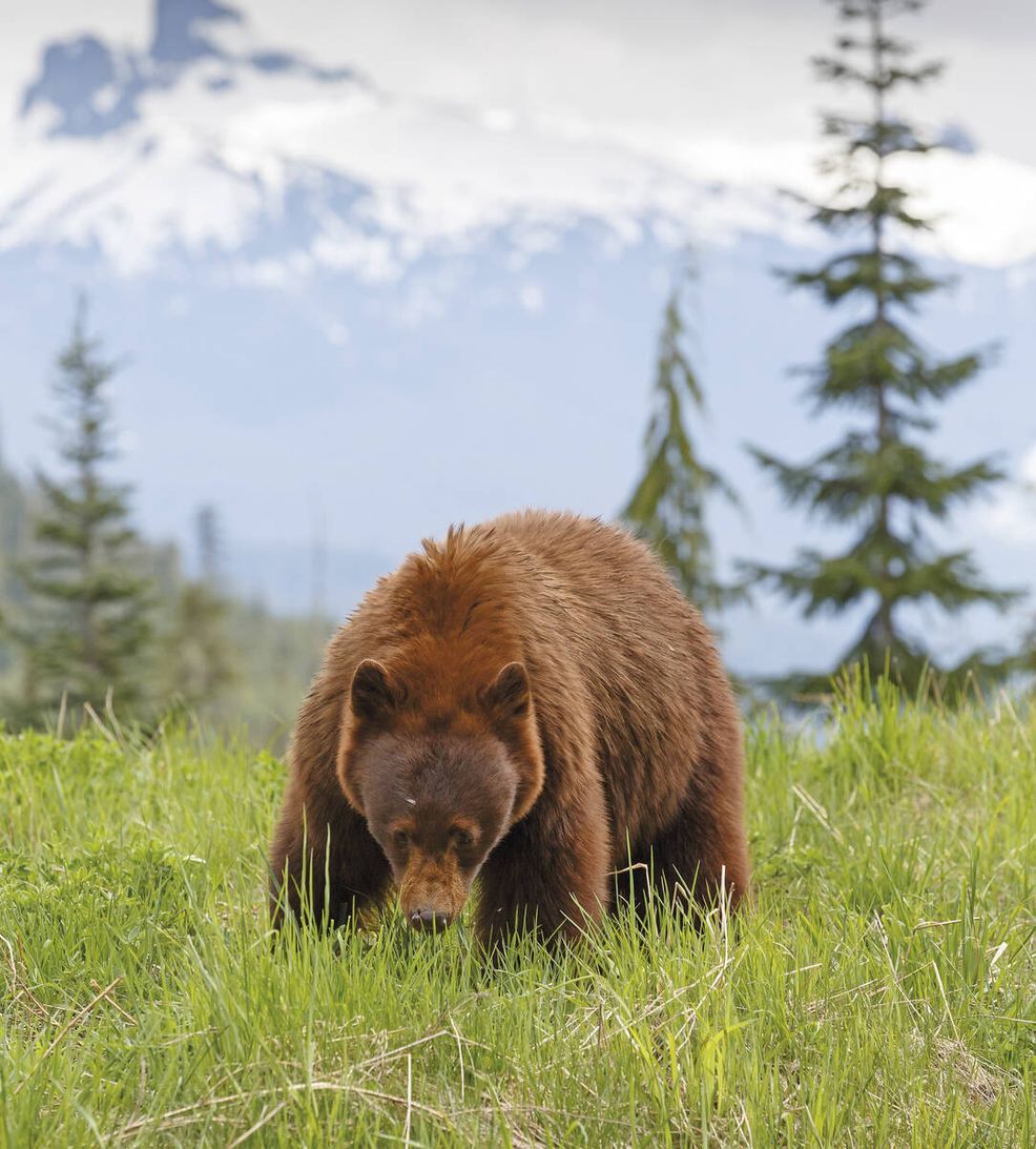 Bär © Menno Schäfer