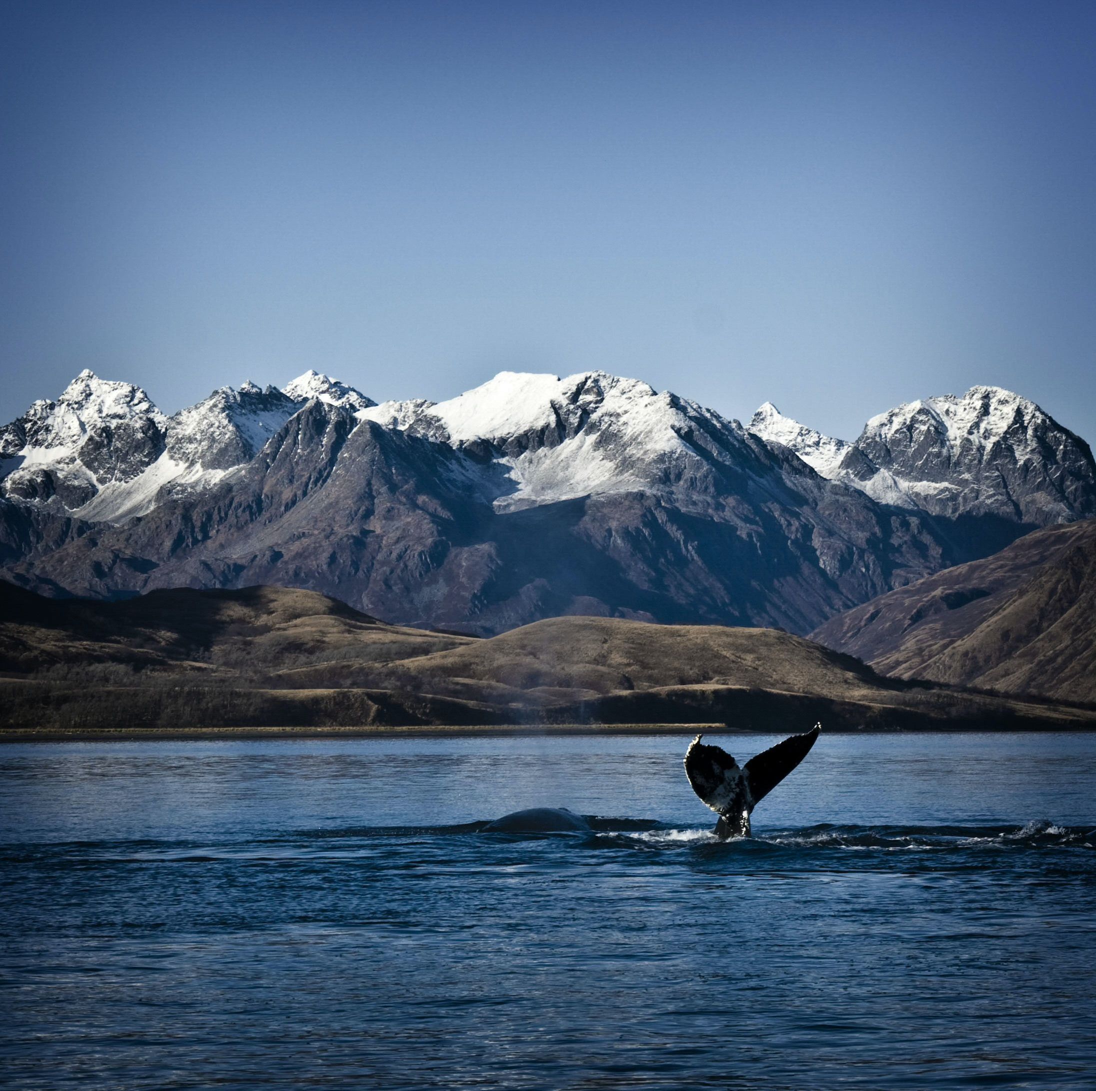Wal in der Glacier Bay © strelnikov
