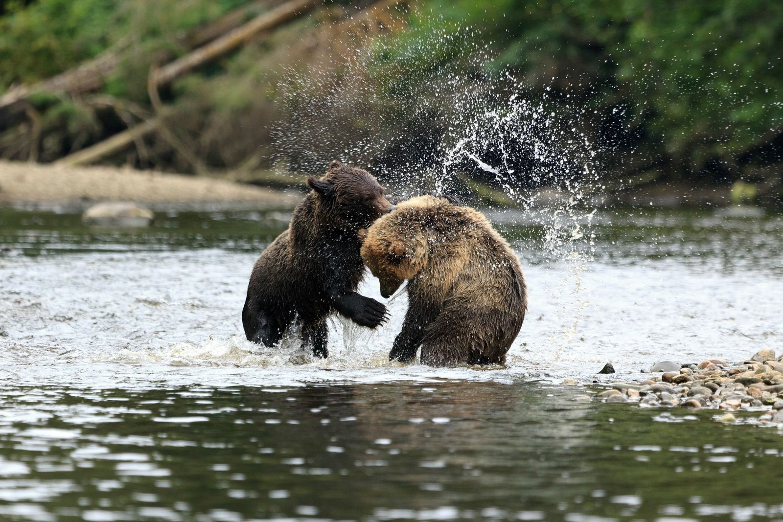 Grizzlys © Andreas Edelmann, stockadobe