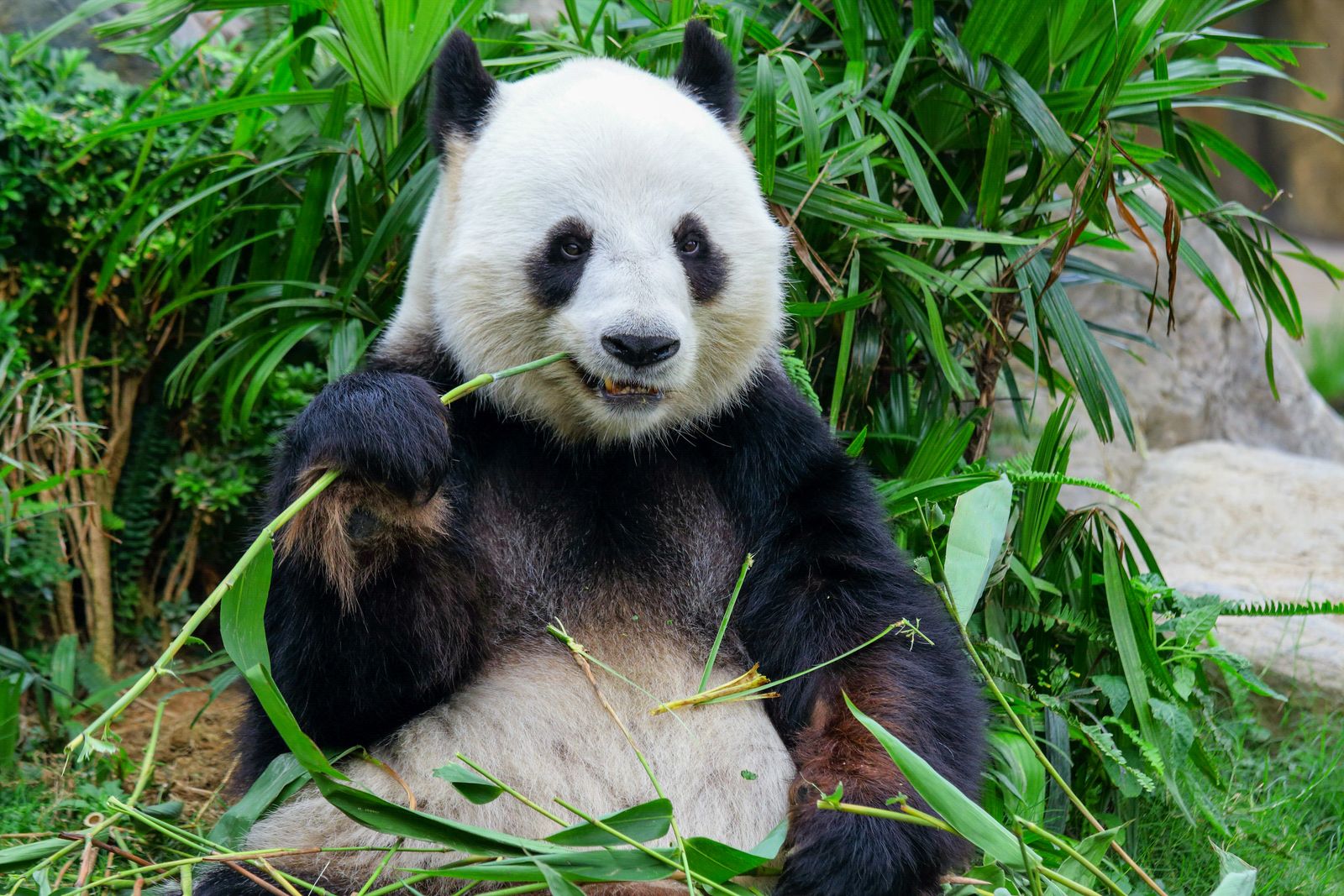Panda in Chengdu © leungchopan, stockadobe
