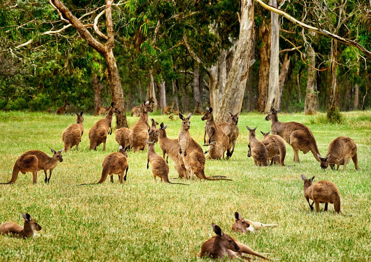Kängurus © South Australian Tourism Commission
