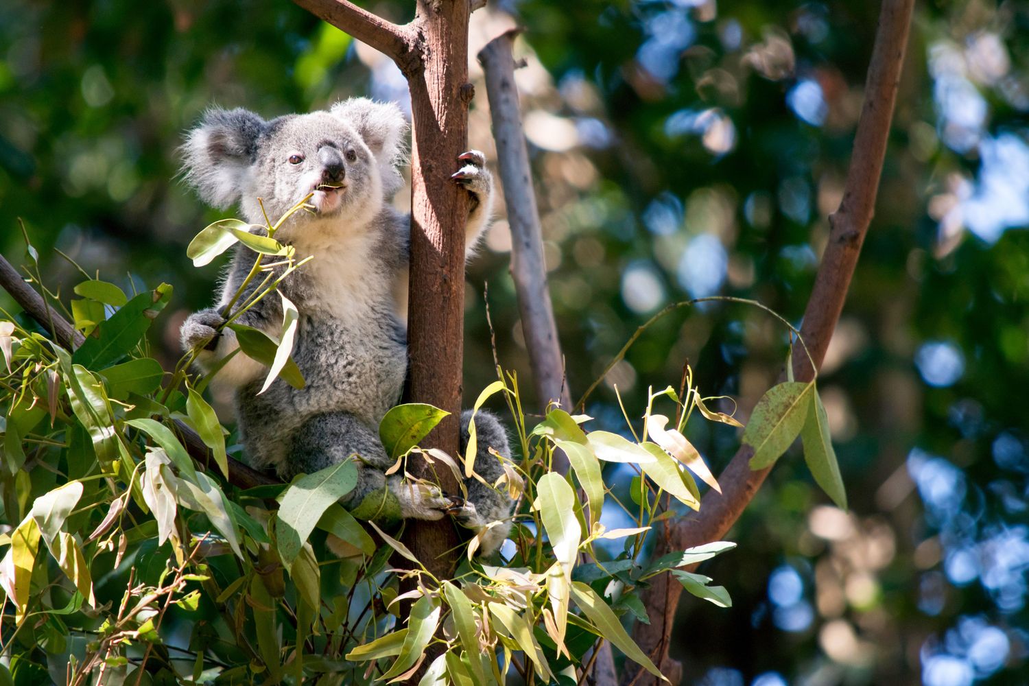 Koala beim Mittagessen © Susan Flashman