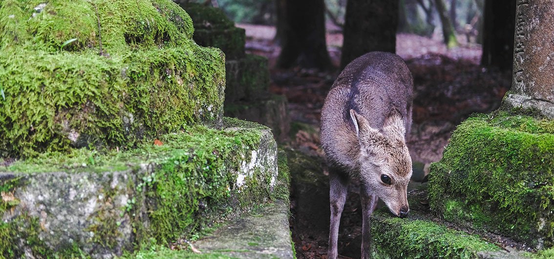 Sikahirsch im Nara-Park © pathama koon, pexels