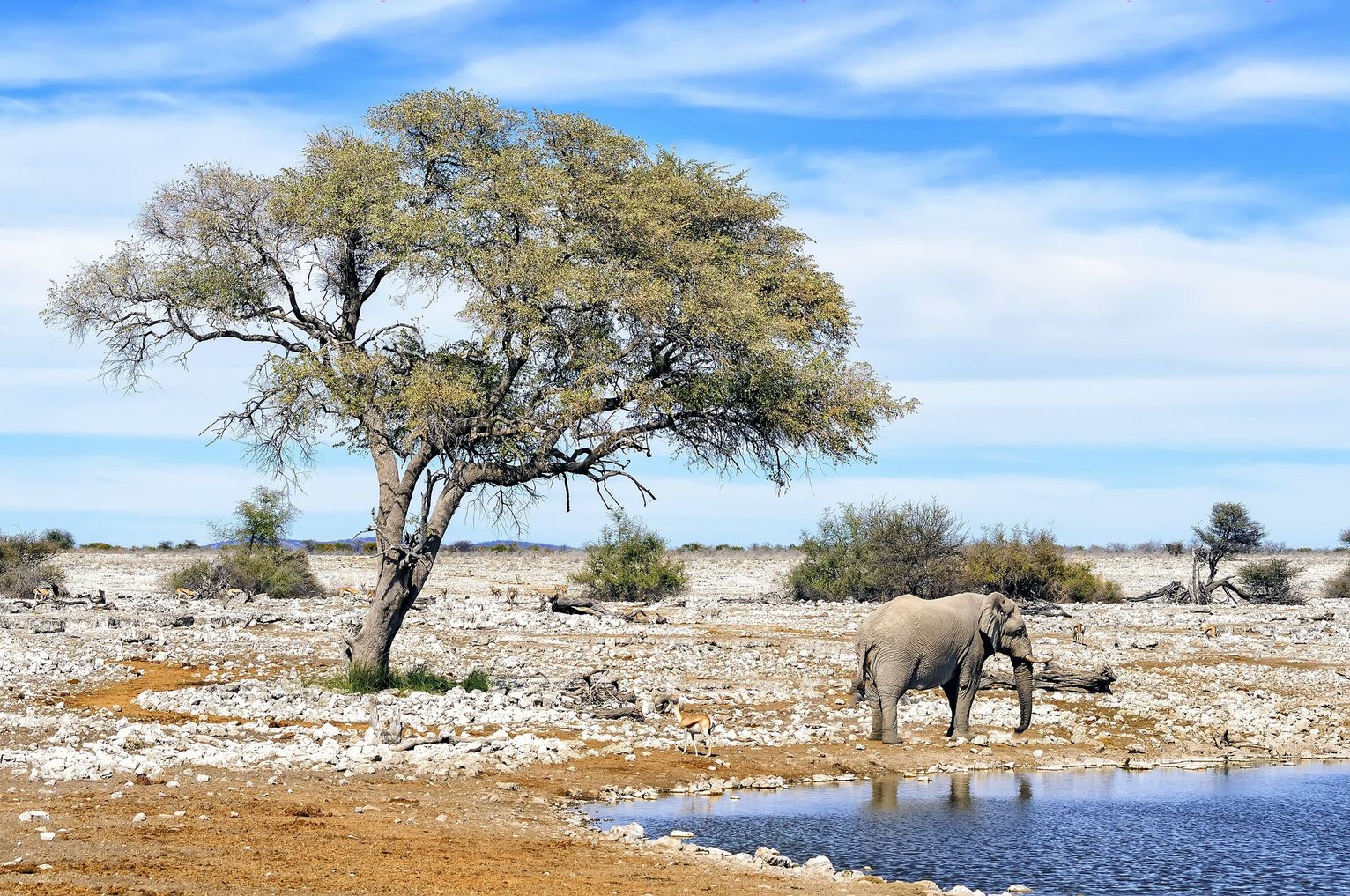 Elefant im Etosha-Nationalpark © francis92