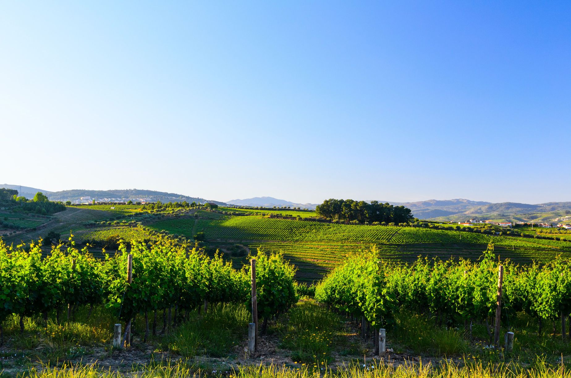 Weinanbau im Douro-Tal, Portugal © Sergey Peterman