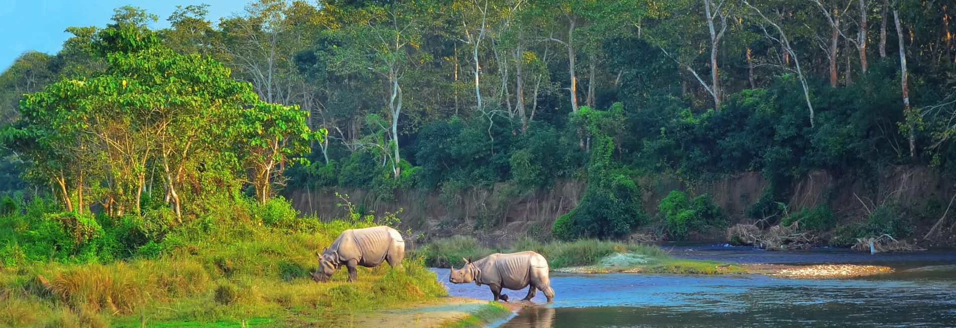Tierwelt in Chitwan Nationalpark