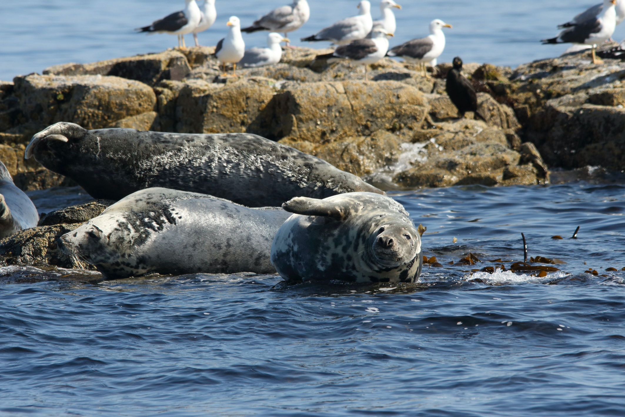 Kegelrobben an der Küste Schottlands © Francesco Demarco
