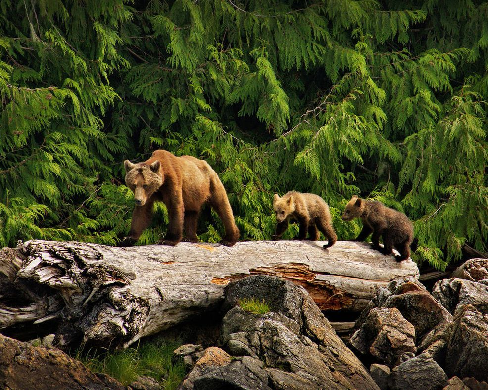 Bild für Knight Inlet Lodge, Bären © Knight Inlet Lodge