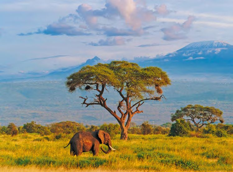Bild für Amboseli Nationalpark mit Kilimandscharo © GettyImages, Pawel Gaul