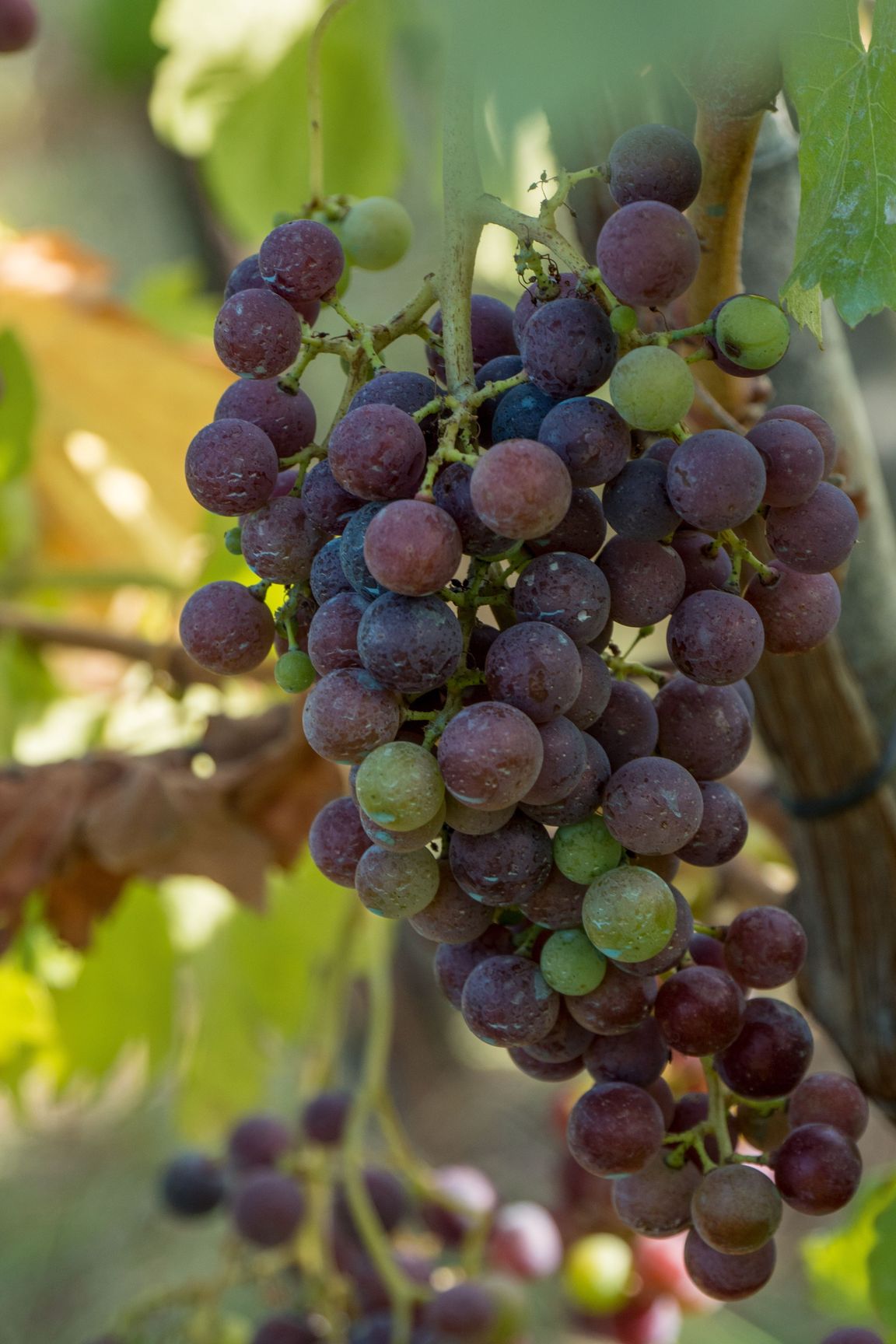 Bild für Weinreben - Jakobsweg - Belvelo © Tom Andersch