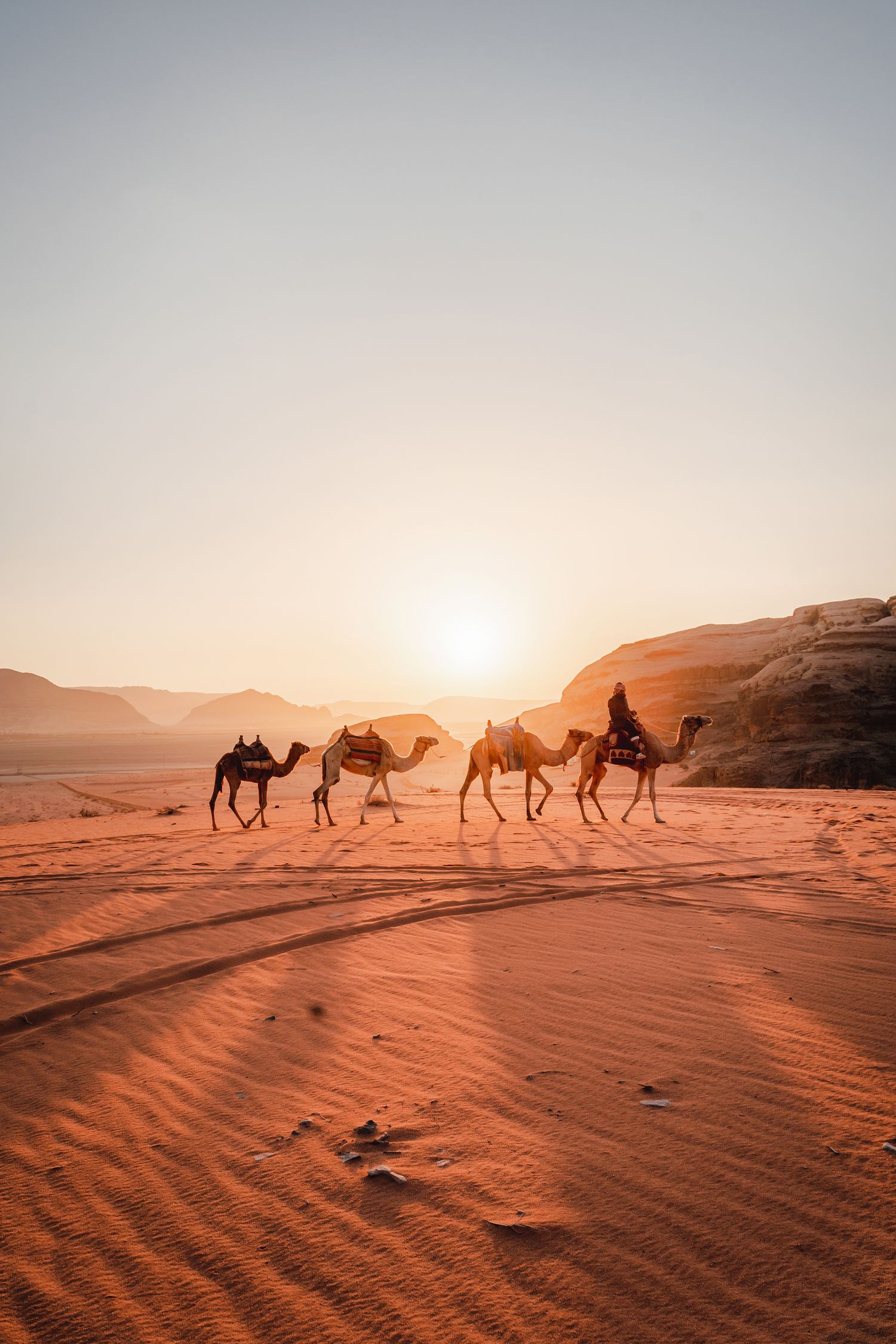 Bild für Kamele in Wadi Rum © Vincenzo, stockadobe