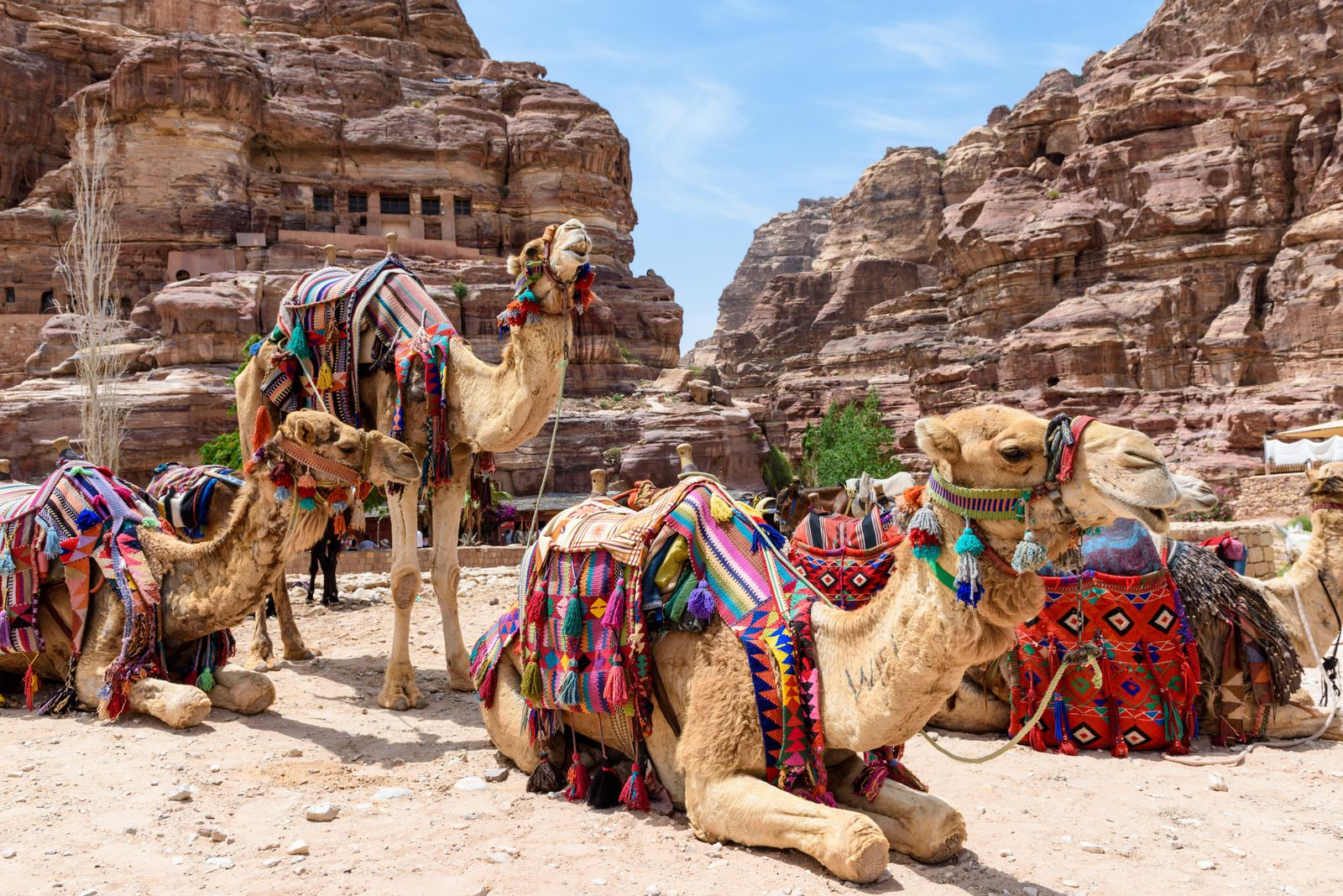 Bild für Kamele bei Petra © frenk58, stockadobe