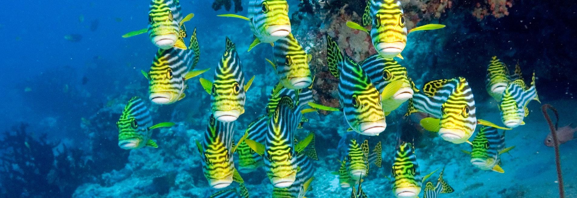 Bild für Unterwasserwelt Malediven Französische Grunts