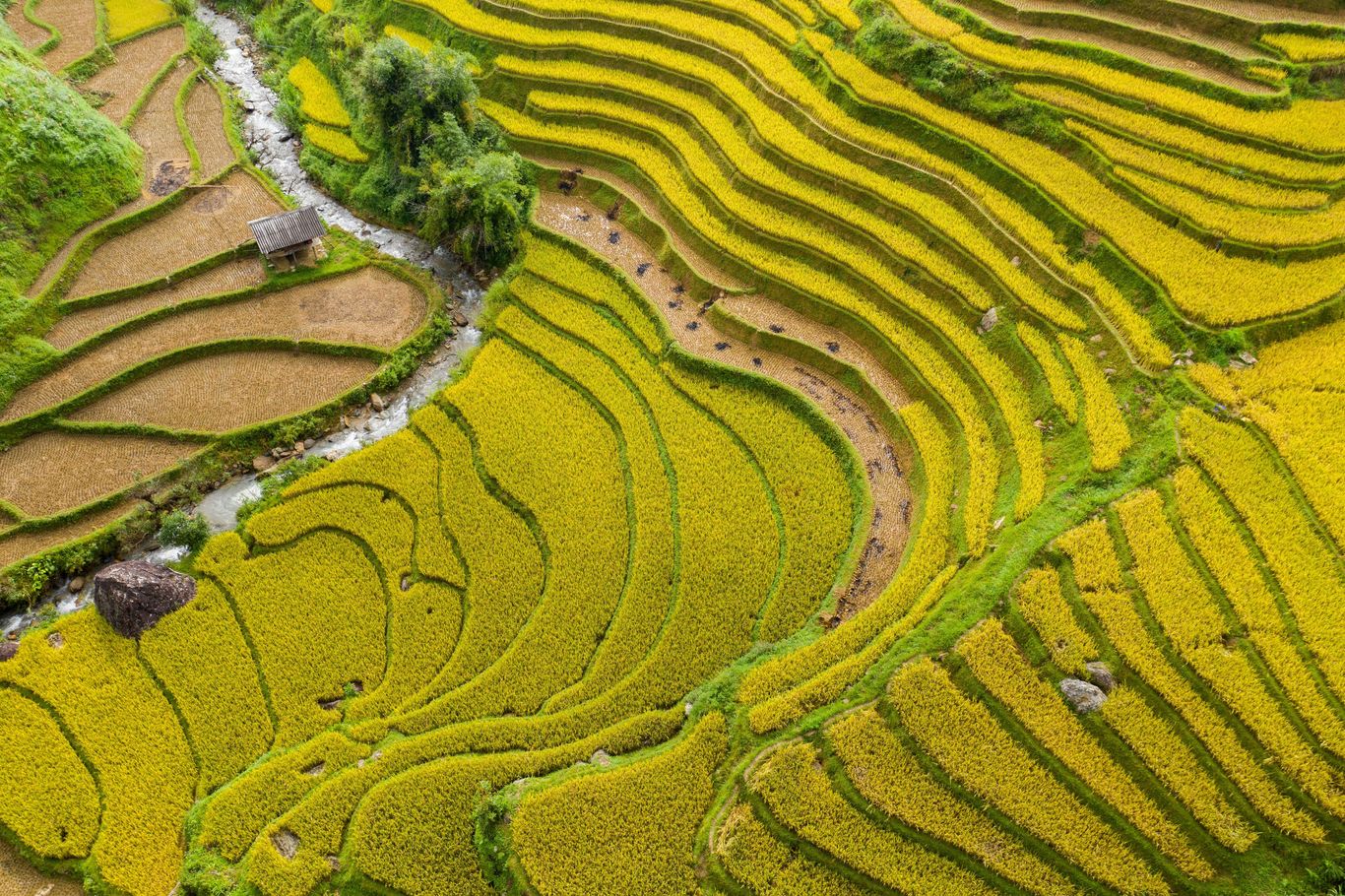 Bild für Reisterrassen in Vietnam © Dennis Schmelz