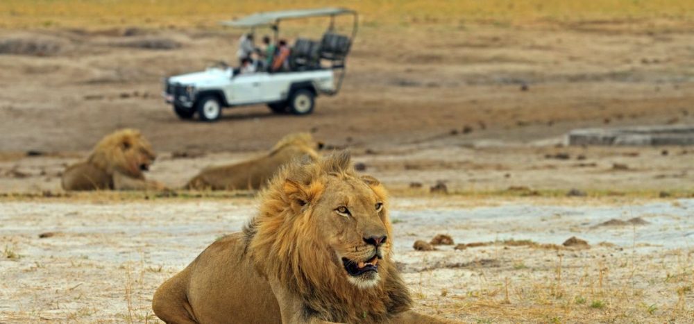 Löwe im Hwange-Nationalpark