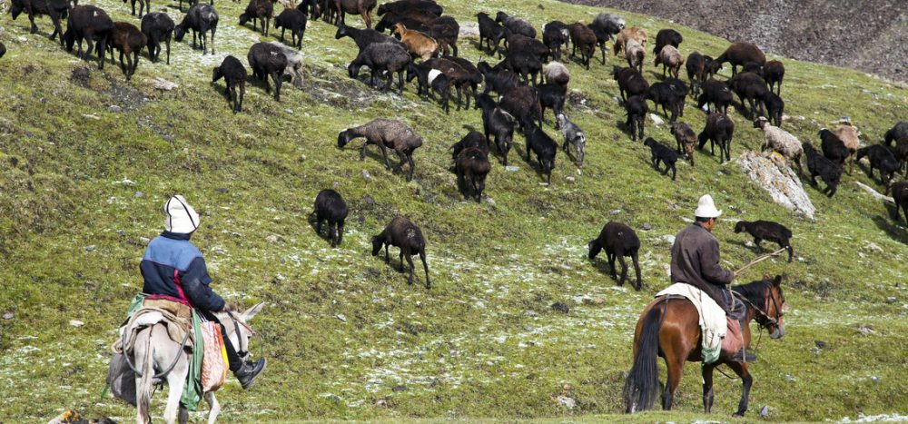 Viehzüchter in Kirgistan - (03) - Credit Daniel Prudek - stock.adobe.com