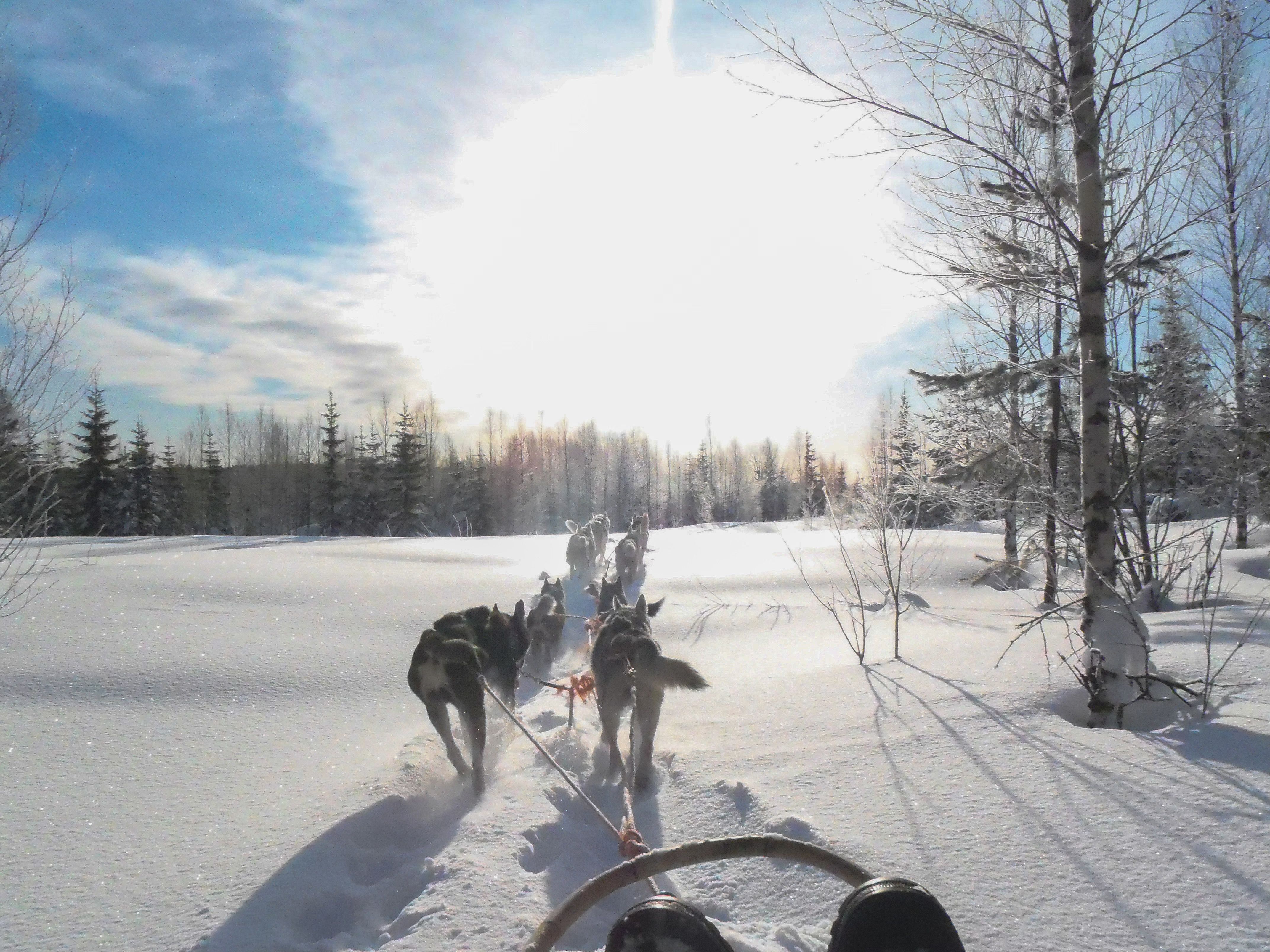 Huskies im Schnee © Kemi Tourism Ltd.