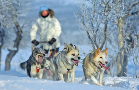 Norwegen Huskys im Winter © Travel-Traders