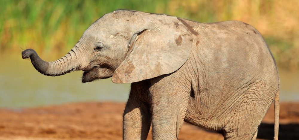 Elefanten im Addo-Nationalpark, Südafrika