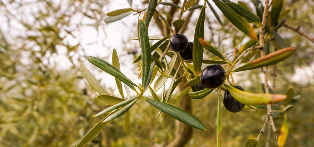 Andalusien per E-Bike entdecken Weiße Dörfer und zauberhafte Radstrecken (2025/2026)