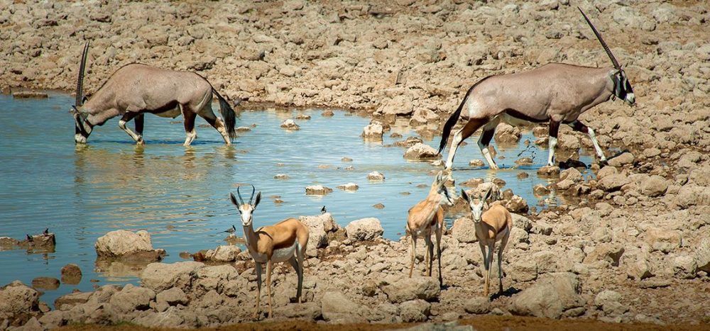 Die Vielfalt des südlichen Afrikas Namibia, die Viktoriafälle und Rovos Rail (2025/2026/2027)