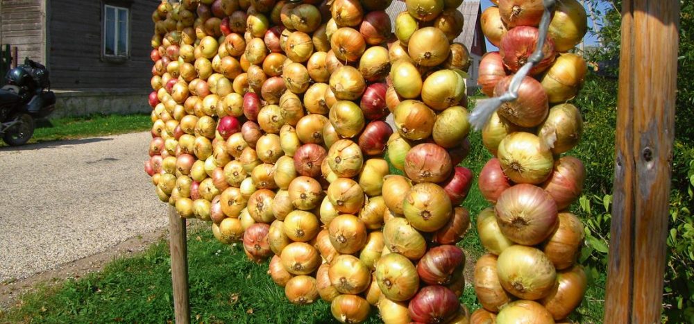 Estland- Zwiebeldorf - Peipusssee
