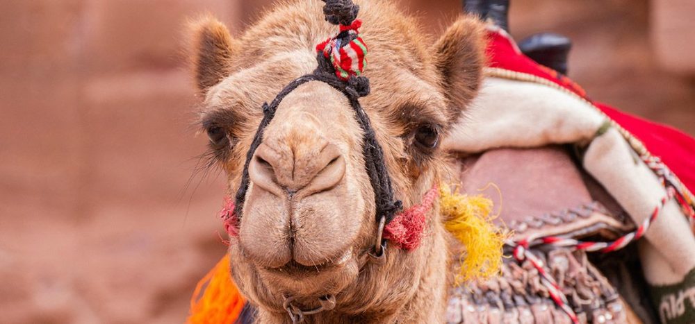 Jordaniens Juwele: Per E-Bike ins Gelobte Land Vom Toten Meer zum Roten Meer – Wüsten, Wadis, Weltwunder (2025/2026)