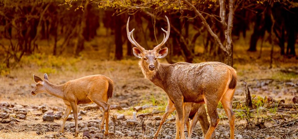 Sambarhirsche-im-Ranthambore-Nationalpark
