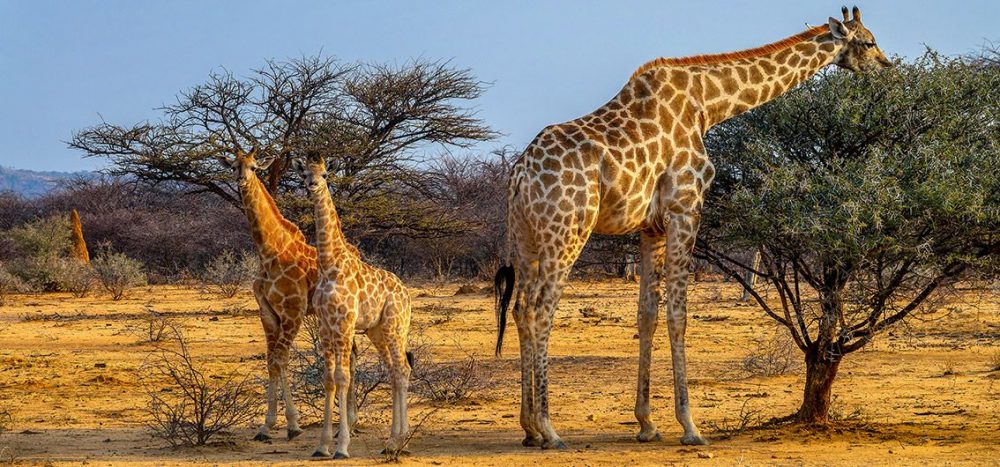 Giraffen-im-Etosha-Nationalpark