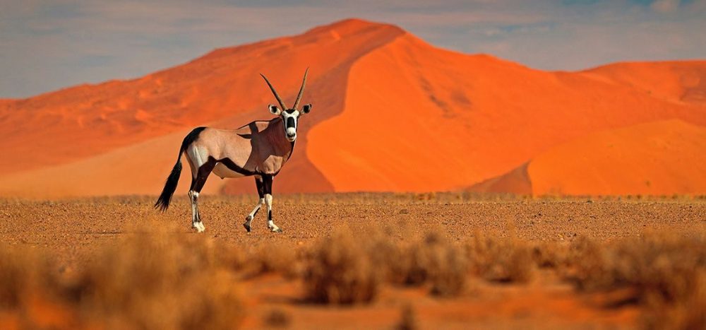 Oryxantilope im Sossusvlei, den höchsten Dünen der Welt