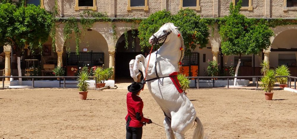 Pferdedressur-in-Jerez---(34)---Credit-_1134x530